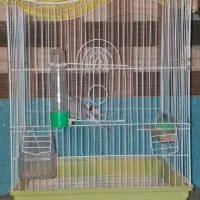 ی جفت کبوتر الماسی  مولد اندازه مرغ عشق|پرنده|تهران, شهرک علم و فناوری|دیوار