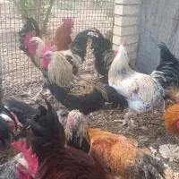 فروش ۱۰۰عددخروس رسمی