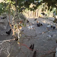 مرغ و خروس|پرنده|قره چای, |دیوار