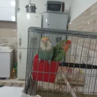 به دلیل نداشتن جا
