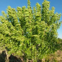 باغ|فروش زمین و ملک کلنگی|تیران, |دیوار