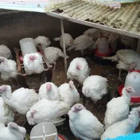 فروش بوقلمو