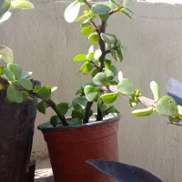 گل هاهمگی‌ ب قیمت مناسب