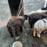 ۷عدد بره نر|حیوانات مزرعه|آغاجاری, |دیوار