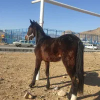 اسب کره مادیان