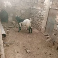 یکساله چاق|حیوانات مزرعه|تایباد, |دیوار