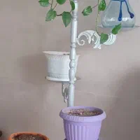 گل و گلدان و پایه گل|گل و گیاه طبیعی|کرج, بنیاد|دیوار