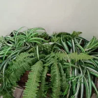 سرخس مصنوعی