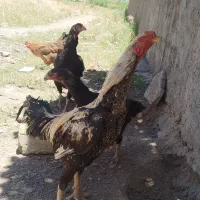 مرغ وخروس لاری