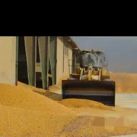 ذرت دانه ای