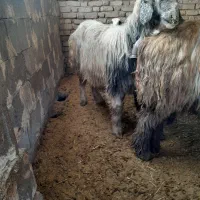 ۳راس میش بختیاری