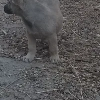 توله نر پشدر 2ماهه