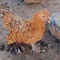 مرغ و خروس سابیل پوت وارداتی|حیوانات مزرعه|قم, کلهری|دیوار