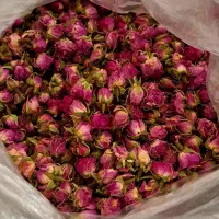 غنچه گل محمدی