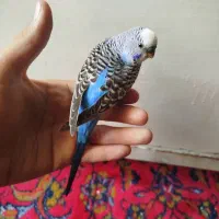 یه جفت مرغ عشق آماده تخم گذاری و یک نر مست|پرنده|ری, شهرک نظامی|دیوار