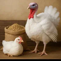 جوجه بوقلمون بیوتی سیکس