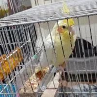 عروس جفت و جوجه جهت معاوضه