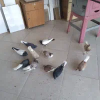 هفرنگ دمسفید ۷عدد زاغ دمسفید ۲عدد سینه سیاه ۲عدد