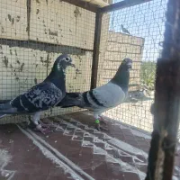 کبوترپلاکی