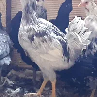 خروس و مرغ گلین اصل