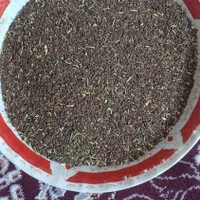 اسپند تازه