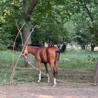 اسب مادیان|اسب و تجهیزات اسب‌سواری|تهران, بوستان چیتگر|دیوار