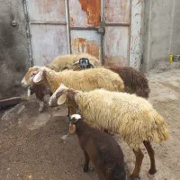 ۴عددگوسفندجوان بره دار|حیوانات مزرعه|مشگین شهر, |دیوار