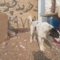 سگ قرره جونی