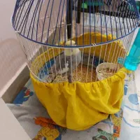 عروس هلندی آهویی