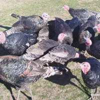 فروش بوقلمون