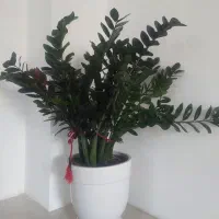 گل ساختمانی|گل و گیاه طبیعی|مشکین‌دشت, |دیوار