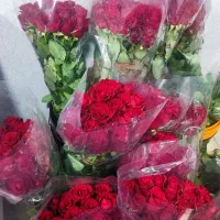 رز عمده از ۴۰۰ تا ۱/۲۰۰ بستگی ب قد و سرگل|گل و گیاه طبیعی|شیراز, رکنآباد|دیوار