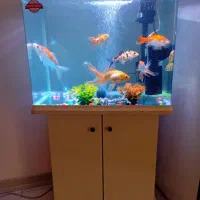 اکواریوم شرکتی با ماهی تمام وسایل.نقد/معاوضه