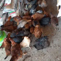 فروش نیمچه خروس و مرغ|حیوانات مزرعه|قم, سراجه (۱۵ خرداد)|دیوار