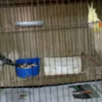 دوعدد عروس هلندی آماده برای جوجه کشی|پرنده|فومن, |دیوار