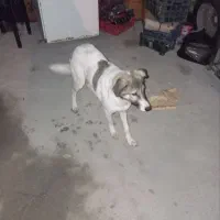 توله سگ شکاری