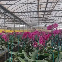 ساخت ونصب گلخانه|خدمات باغبانی و درختکاری|پیشوا, |دیوار