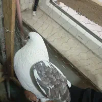 کبوتر یک کت|پرنده|رباط‌کریم, مسکن مهر آبشناسان|دیوار