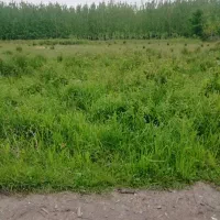 زمین باغات۲۴۵متر در طاهرگوراب