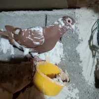 ماده میلمنز