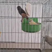 فروش قناری|پرنده|اردکان, |دیوار