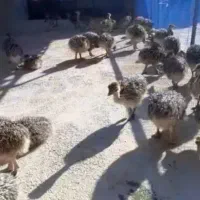 فروش شتر مرغ عمده و تکی