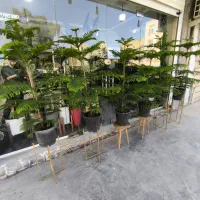 کاج مطبق|گل و گیاه طبیعی|بندرعباس, |دیوار