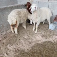 3عدد میش بره دار