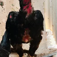 لاری ترک اصیل