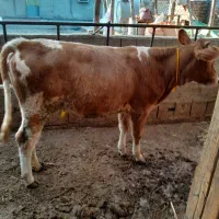 یک راس گوساله