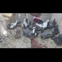 کفتر پرشی|پرنده|بیرجند, |دیوار