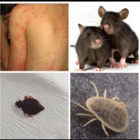 سم پاشی ساس سوسک سمپاشی موش زنبورکک گال تمام حشرات