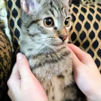 واگذاری بچه گربه‌ی ببری|گربه|رشت, منظریه|دیوار