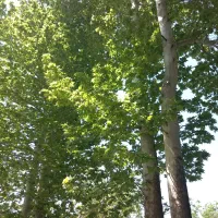 باغ عبدل اباد کوهپایه